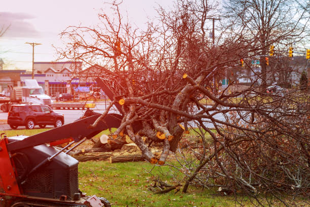 Professional Tree Care in Crump, TN
