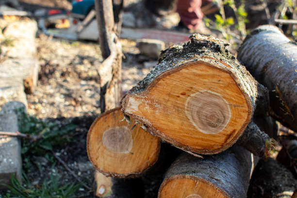 Best Tree Removal  in Crump, TN