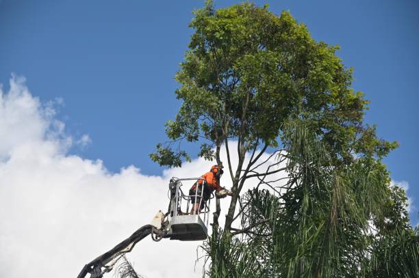Leaf Removal in Crump, TN