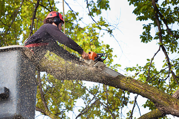 Best Hazardous Tree Removal  in Crump, TN